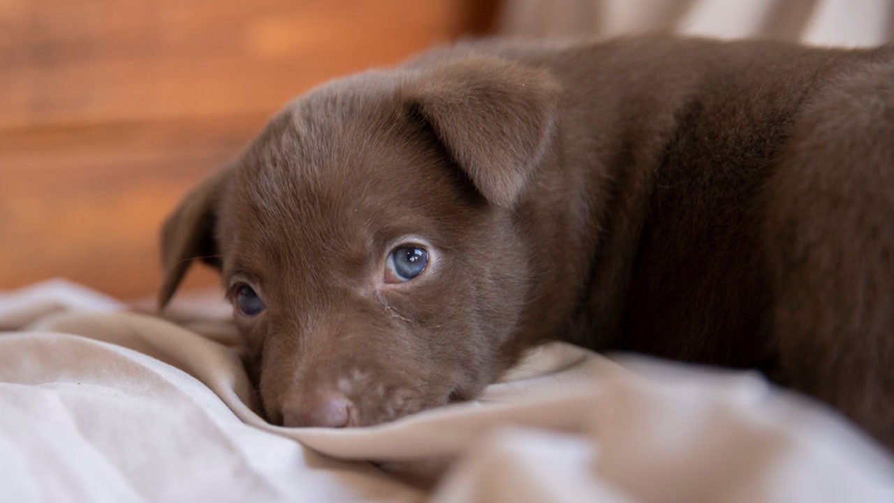 Puppy best sale breath stinks