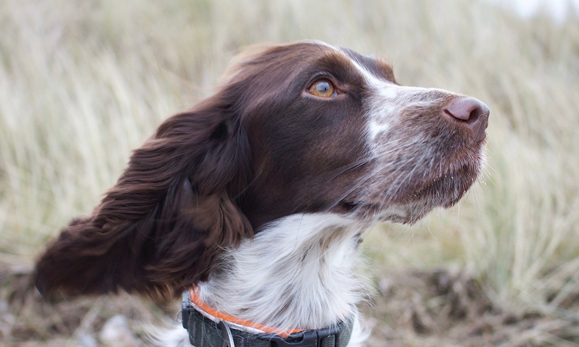 Springer spaniel smelly store ears