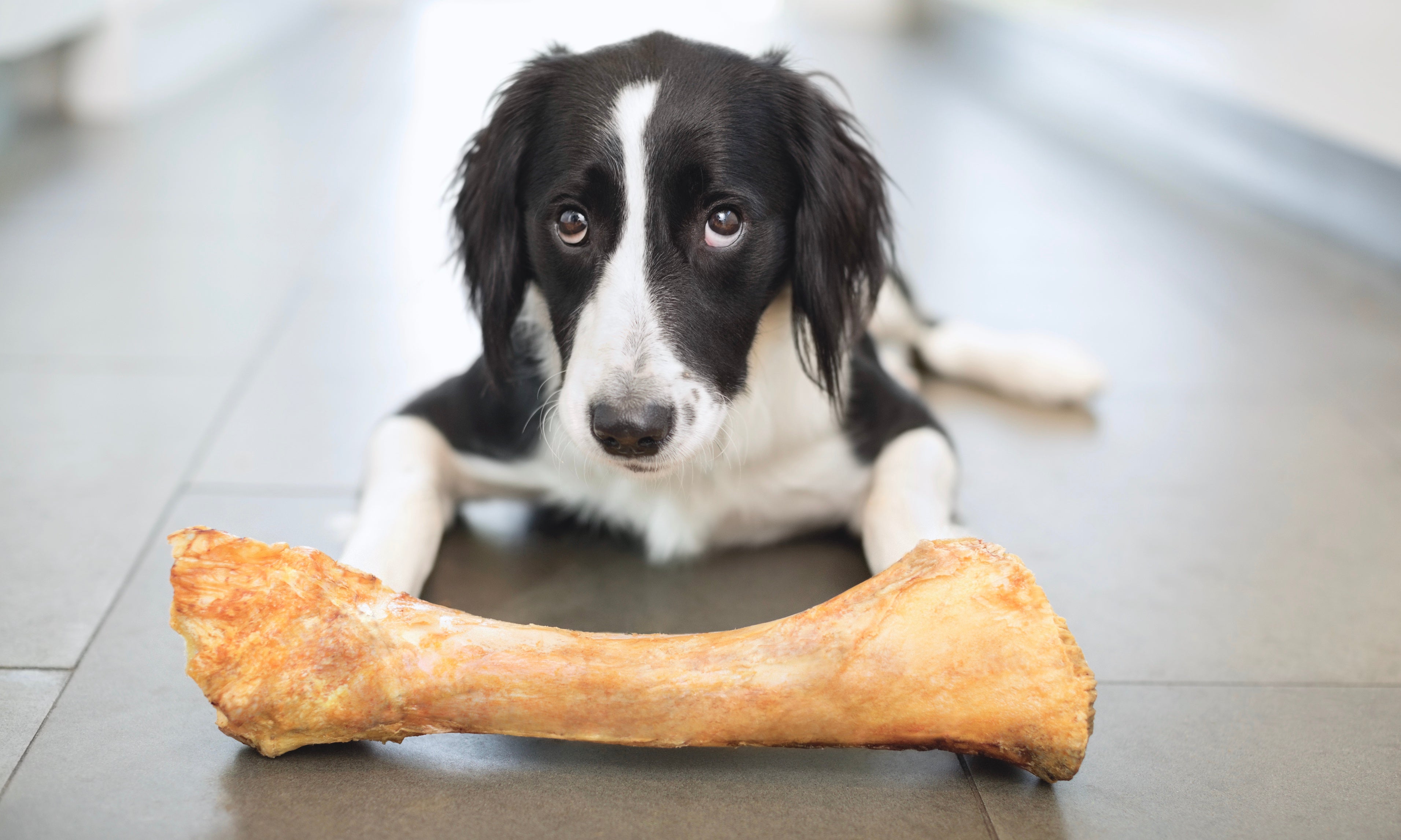 Can cats eat cooked hotsell chicken bones