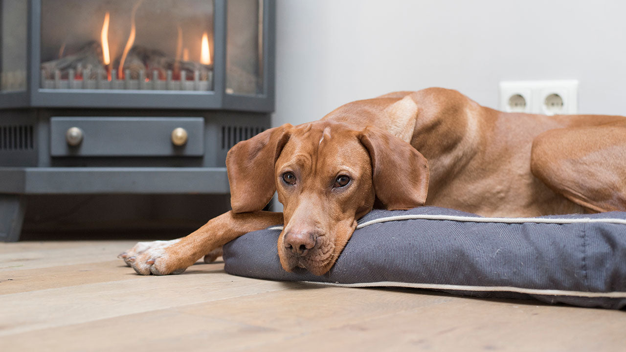 Is it actually safe for pets to lie so close to the heater Drool by Dr. Chris Brown