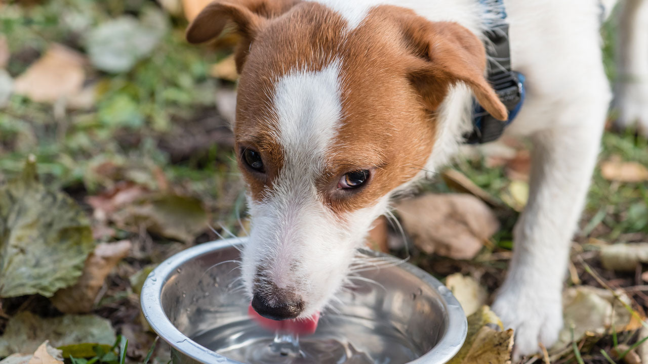 Dog drinks water and clearance vomits