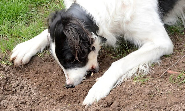 Why pets take up dirt eating!