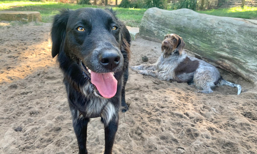 Aww. Dogs with friends actually live longer!