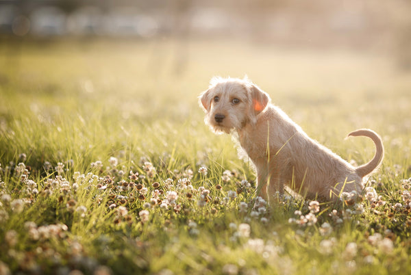 Why pet wee burns the grass. And females are bigger culprits!