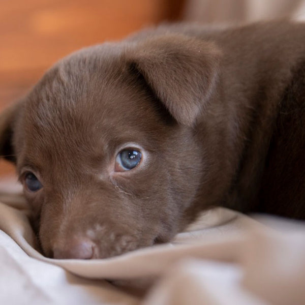 Puppy sales mouth smell