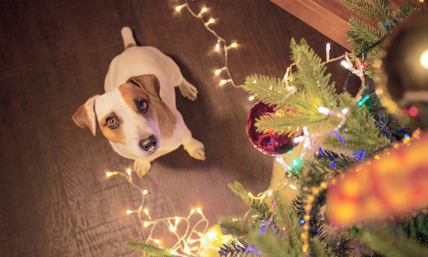 How to avoid Christmas tree chaos! – Drool by Dr. Chris Brown