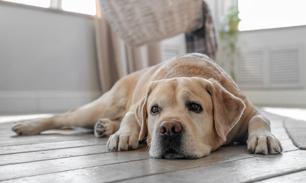 Do pets fake injury or illness for attention?