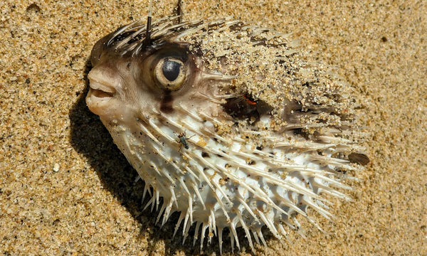 Just how dangerous are pufferfish to pets?