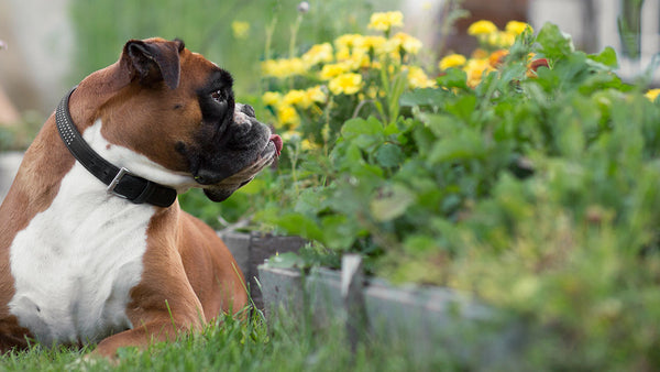 What happens when pets walk on weed killers?