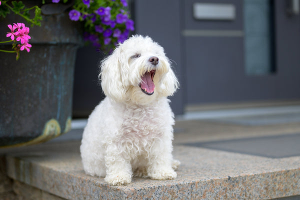 Puppy yawning