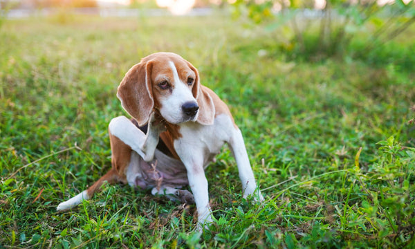 Is it actually normal for dogs to scratch?