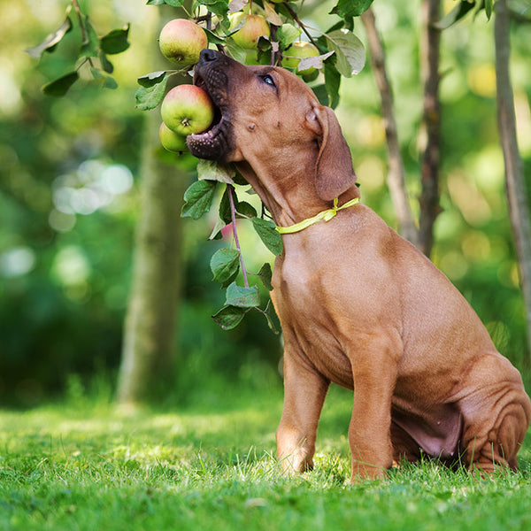 can a dog die from eating apple seeds